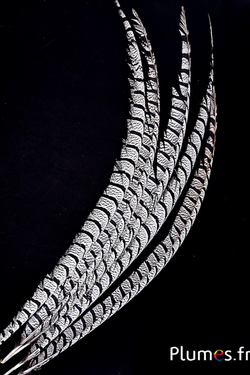 Fagiano Lady Armherst - 75-85 cm - naturale